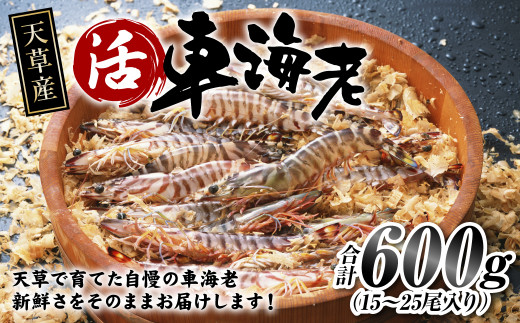 指定日必須】天草産 活車海老 600g（15～25尾入り）【発送期間2024年11月05日から2025年4月30日】活き海老 刺身 車エビ えび 活き車海老  車えび 熊本県上天草市｜ふるさとチョイス ふるさと納税サイト