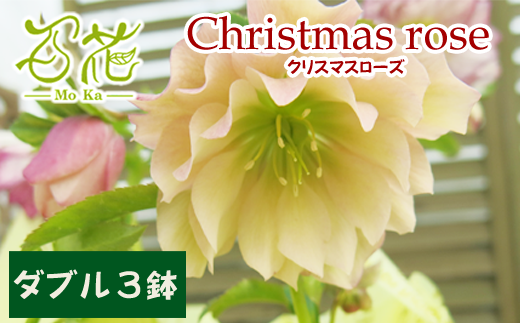 クリスマスローズ百花オリジナルセット ダブル3鉢【百花 -MoKa-】/ 花