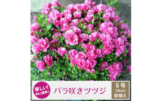 珍しい 年に2度咲くバラ咲きツツジ6号 18cm 鉢植え ガーデニング用 三重県鈴鹿市 ふるさとチョイス ふるさと納税サイト