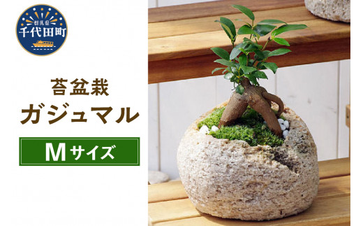 観葉植物 苔盆栽 ガジュマル 抗火石鉢植え Ｍサイズ （１鉢） 群馬県