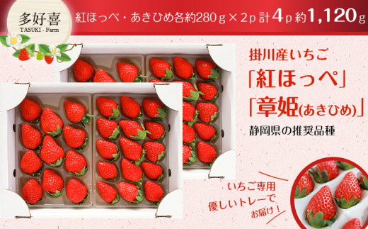 １５７７ 掛川産苺「紅ほっぺ」280ｇ×４Ｐ 計1,120ｇ 令和6年2月～3月