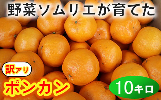 訳あり 規格外品 野菜ソムリエ石児さんの ポンカン みかん 約10kg 05 A0267 大分県杵築市 ふるさとチョイス ふるさと納税サイト