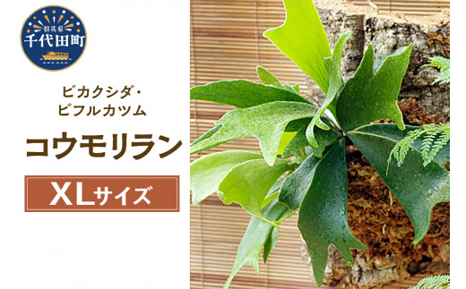 観葉植物 バージンコルクプランツ コウモリラン ビカクシダ