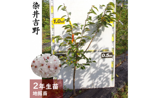 すだ農園＞2年生 苗木 ◇サクラ(桜) 染井吉野(ソメイヨシノ)[地掘苗 2022年] ※2023年11月中旬~2024年4月に順次発送予定  ※北海道・沖縄・離島への発送不可 - 京都府亀岡市｜ふるさとチョイス - ふるさと納税サイト