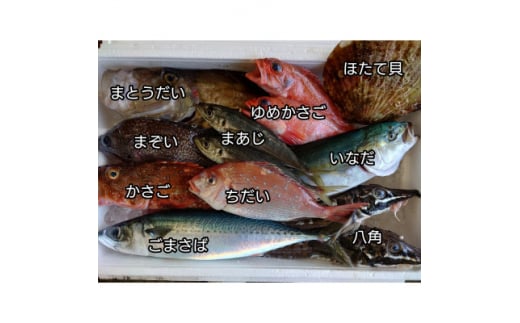 三陸宮古の活き活き鮮魚詰合せ【1349436】 - 岩手県宮古市｜ふるさとチョイス - ふるさと納税サイト