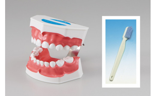 歯の模型 歯磨き指導用 大型モデル（乳歯列 歯ブラシ付）《歯 模型 歯列模型 歯模型 顎模型 2倍大》※着日指定不可