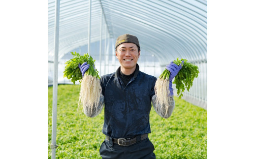 TV青空レストランに登場／ 三関産 せり 5束 生産者直送 秋田県伝統野菜