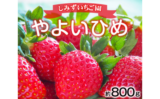 No.348 【Bコース】群馬県産いちご「やよいひめ」約800g　贈答用化粧箱入り ／ 群馬県いちご品評会銀賞・銅賞受賞 フルーツ 果物 イチゴ 苺  群馬県