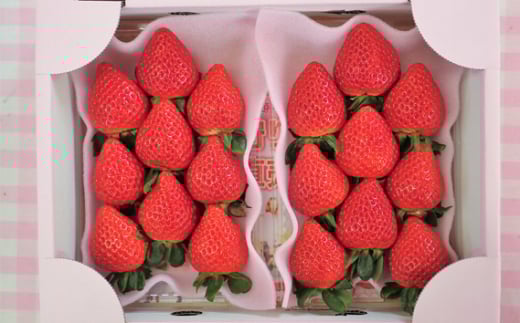 yʌsznEXAYÂ܂@250g×2pbN ^   ʕ ʌ  ߕԗi No.376