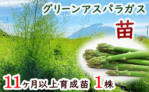 翌年収穫可】5株セット特別価格 北海道産 アスパラガス 株 苗の+