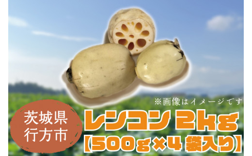 【茨城県行方市】【2025年8月以降順次発送】レンコン 約2kg|茨城県 行方市 ふるさと納税 蓮根 レンコン(EG-2)