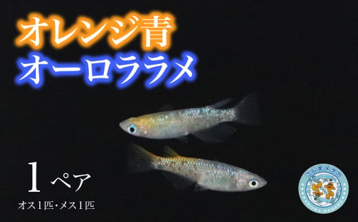 こじまメダカ】オレンジ青オーロララメ １ペア - 兵庫県神河町｜ふるさとチョイス - ふるさと納税サイト