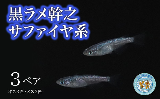 【こじまメダカ】黒ラメ幹之 サファイヤ系 ３ペア - 兵庫県神河町｜ふるさとチョイス - ふるさと納税サイト