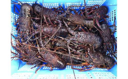 千葉県館山産 天然”活”伊勢海老 1kg（6尾～8尾） - 千葉県館山市