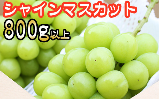 雫石町産 シャインマスカット 2房 800g ／ 訳あり 家庭用 自宅用