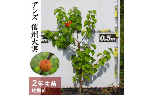 すだ農園＞2年生 苗木◇アンズ(杏) 信州大実[地掘苗 2021年] ※2022年11