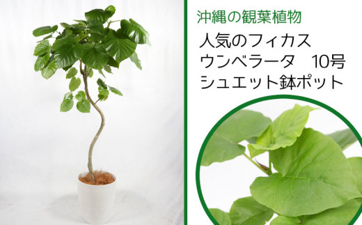 沖縄の観葉植物 人気のフィカス ウンベラータ 10号 シュエット鉢ポット 沖縄県うるま市 ふるさとチョイス ふるさと納税サイト