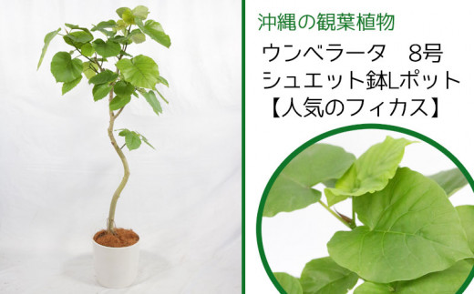 沖縄の観葉植物 ウンベラータ 8号 シュエット鉢lポット 人気のフィカス 沖縄県うるま市 ふるさとチョイス ふるさと納税サイト