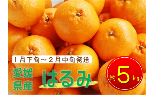 数量限定】今治産せとか 化粧箱 3L～L 10～15玉 とろけるやわらかな