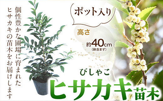 植木ヒサカキ(びしゃこ)苗木[高さ約40cm×1本] 農事組合法人 桃山町植木