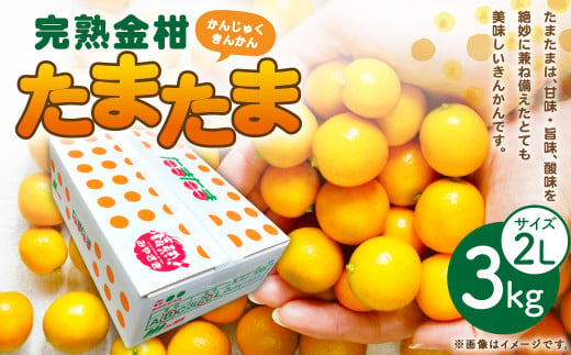 ＜完熟金柑たまたま 2L 3キロ＞※2024年1月中旬～2月中旬迄に順次出荷 金柑 果物 フルーツ 完熟 キンカン 金柑