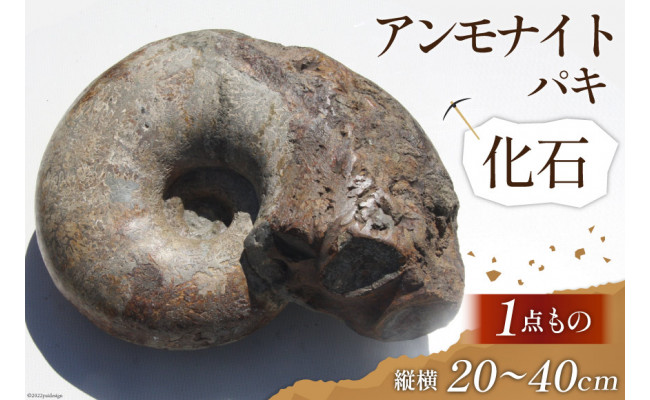 化石 1点もの 北海道産 アンモナイト パキ 縦横20〜40cm 1個 置物 ...