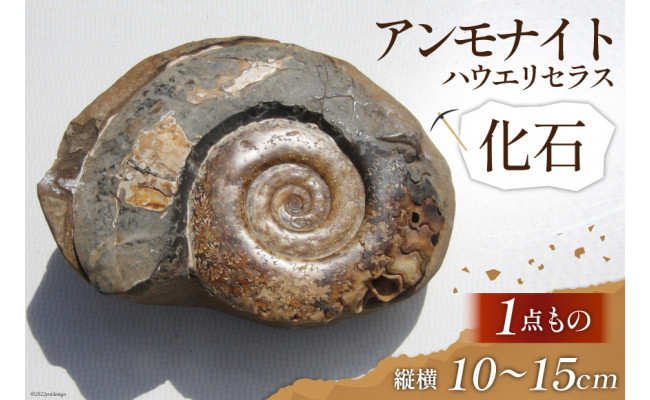 北海道 綺麗な川ズレの白いアンモナイト 化石 /恐竜 インテリア 家具