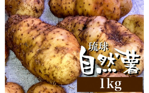 無農薬栽培 自然薯（亀岡産クーガ芋）1kg 期間限定《いも 芋 山芋 琉球自然薯》 - 京都府亀岡市｜ふるさとチョイス - ふるさと納税サイト