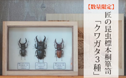 No.576 【数量限定】匠の昆虫標本桐箪笥「クワガタ3種」 ／ 標本箱 伝統工芸 レーザー加工 広島県 特産品