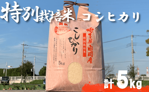 令和4年産＞特別栽培米 コシヒカリ 5kg 【11246-0197】 - 埼玉県白岡市