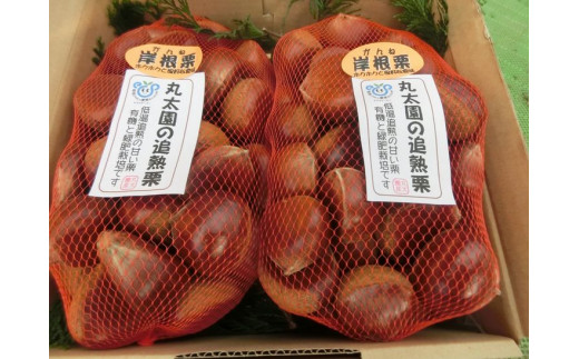y錧É͎szyʁEԌzቷn ǏnˌI 1.8Kg É͎sYaI ւ̔zs  2025N10{菇\ | I 1.8L  } ʕ ؂̎ ̂ 