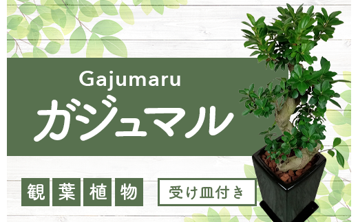 2025年4月下旬～発送【観葉植物】ガジュマル曲がり陶器鉢70cm～90cm(T＆P/045-1391) 観葉 植物 インテリア 鉢植え 鉢植  グリーン ガジュマル曲がり 自然 ナチュラル 美しい 清涼感 園芸 室内 オフィス 陶器 鉢 リラックス おしゃれ 鹿児島 指宿 いぶすき インテリア  ...