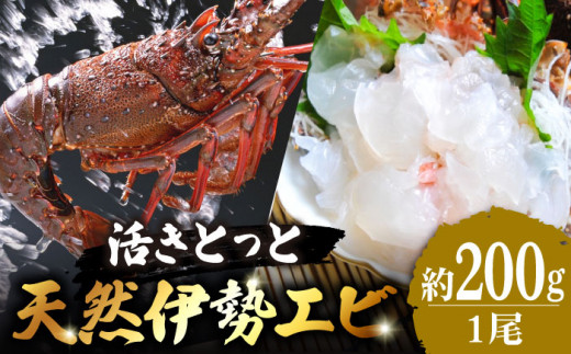 活きとっと 天然 伊勢海老 約1kg (1〜7尾) 刺身 エビ えび 五島市/五島