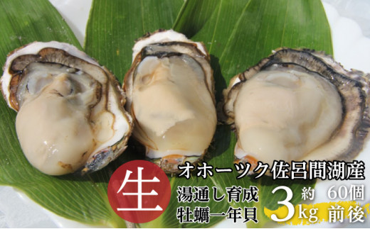 湯通し育成カキ（一年貝）約3kg（60個前後） 佐呂間産 【第八恵祐丸