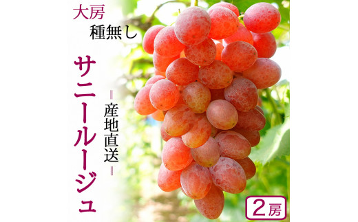 先行予約 間もなく受付終了／【数量限定】岩手県産ぶどう サニー