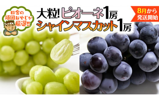 シャインマスカット 1房 ピオーネ 1房【令和6年8月より発送開始】田舎の頑固おやじが厳選！ シャインマスカット マスカット ぶどう ブドウ 葡萄  ピオーネ 種なし 大粒 高糖度 ギフト 甘い 美味しい - 茨城県つくばみらい市｜ふるさとチョイス - ふるさと納税サイト