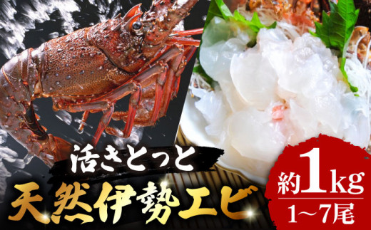 活きとっと 天然 伊勢海老 約1kg (1〜7尾) 刺身 エビ えび 五島市/五島