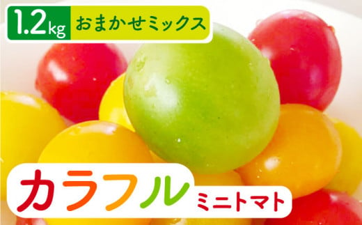 おまかせMIX カラフル ミニトマト 約1.2kg トマト ミニ トマト 