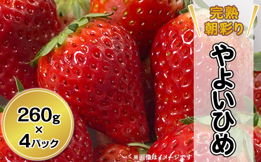 24-06完熟朝採れいちご（やよいひめ）260ｇ×4パック【2024年1月下旬より順次発送予定】