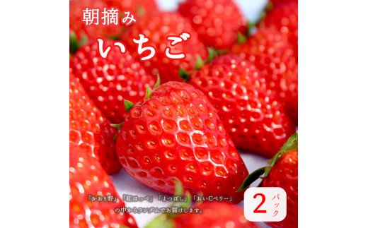 苺 いちご 約320g 2パック 果物 紅ほっぺ よつぼし かおり野 おいCベリー 新鮮 朝採り 直送 ランダム スイーツ ストロベリー 果物 フルーツ