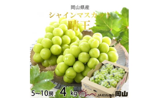 yRÎRsz2026N7{菇RY VC}XJbg  4kg(5[`10[)y1365939z