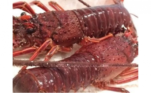 yt\㗢zBBQɍœKItY"ɐCVh [5743-0292]