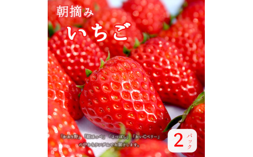 苺 いちご 約320g 2パック 果物 紅ほっぺ よつぼし かおり野 おいCベリー 新鮮 朝採り 直送 ランダム スイーツ ストロベリー 果物  フルーツ - 京都府舞鶴市｜ふるさとチョイス - ふるさと納税サイト