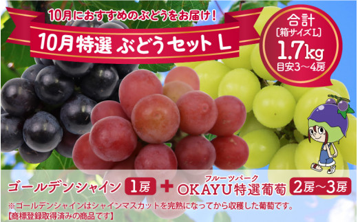 先行予約】10月特選 ぶどうセットL 1.7kg以上（3～4房）／ 葡萄
