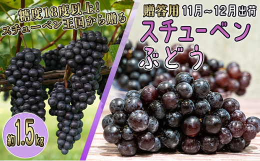 №5554-0143]11～12月 津軽ぶどう村 特秀 スチューベン ぶどう 約 1.5kg
