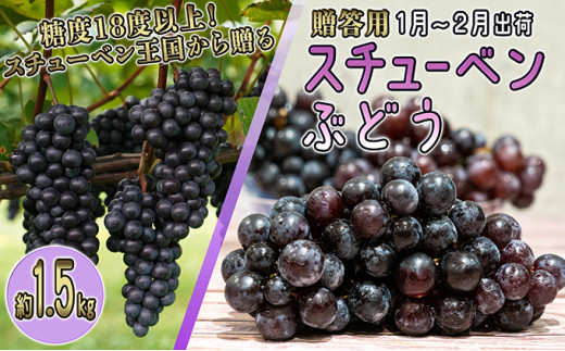 №5554-0144]1～2月 津軽ぶどう村 特秀 スチューベン ぶどう 約 1.5kg