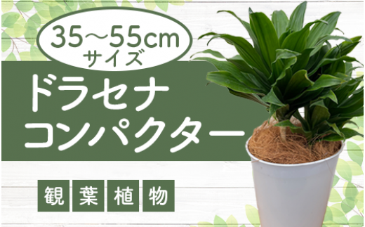 造花】ドラセナコンパクタ 1.25 185A150 - 観葉植物