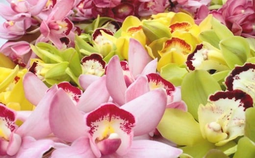 【高知県越知町】洋らん シンビジューム「切り花ミックス」(小)