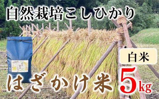 [A193] こだわりの天日干し「はざかけ米」自然栽培コシヒカリ