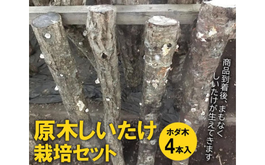 原木しいたけ栽培セット・ホダ木4本入り ※離島への配送不可 | しいたけ